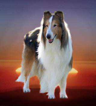 Our Most Valuable Kingdom Part II - Uncategorized - Ask Toy Tech